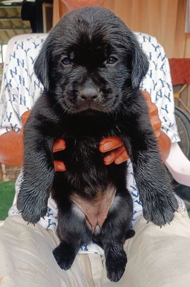 ลาบราดอร์ (Labrador) เล็ก สุนัขลาบราดอร์