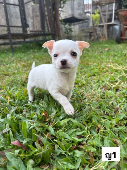 ชิวาวา (Chihuahua) เล็ก ชิวาวา 3,900 บาท