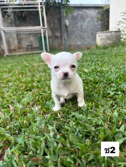 ชิวาวา 3,900 บาท รูปที่ 4