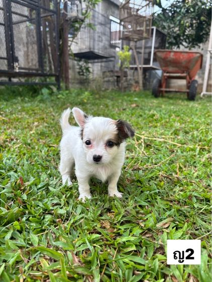 ชิวาวา 3,900 บาท รูปที่ 2