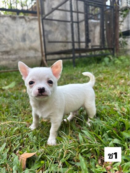 ชิวาวา 3,900 บาท รูปที่ 3