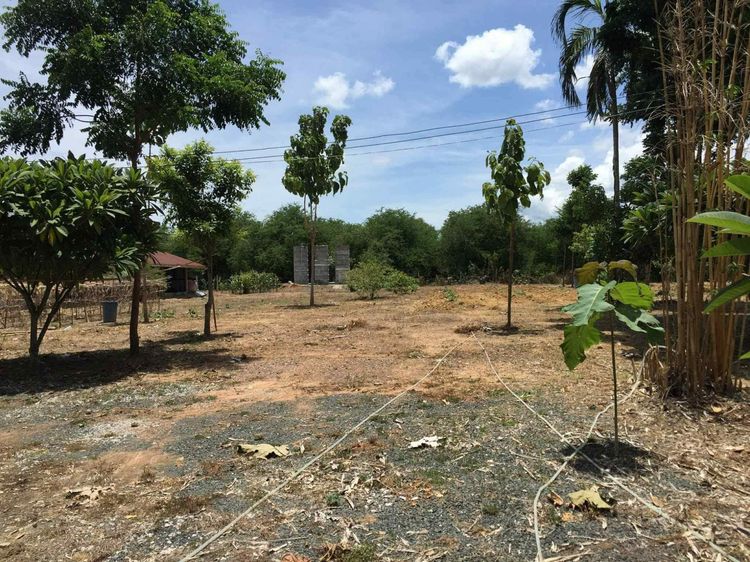 ขายที่ดิน ขายที่ดินเมืองเพชรบูรณ์ ขายที่ดินอำเภอเมือง รูปที่ 3