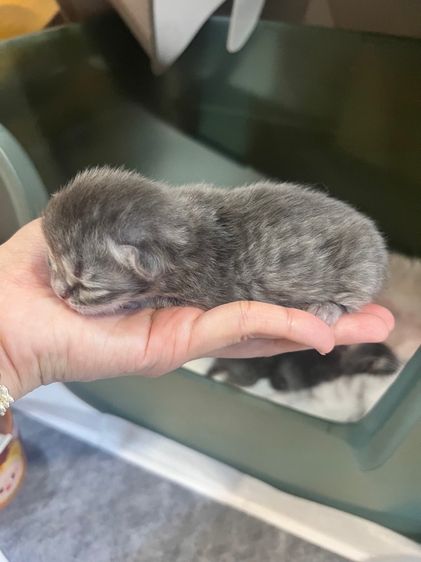 ลูกแมวสก็อตติชโฟล์ด รูปที่ 3