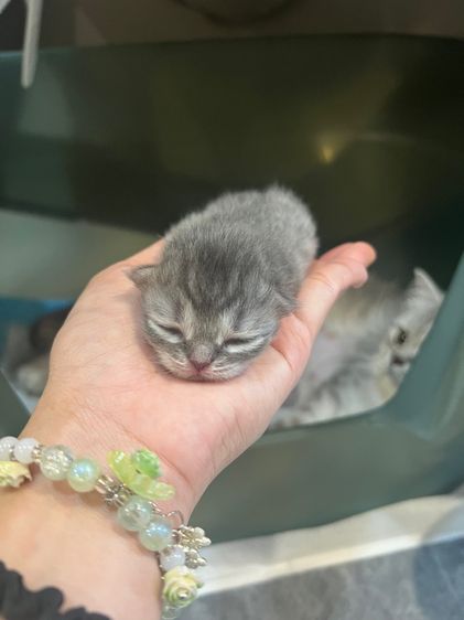 ลูกแมวสก็อตติชโฟล์ด รูปที่ 2