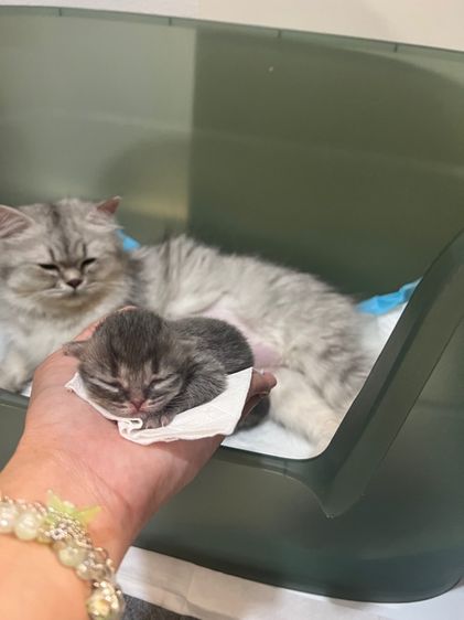 ลูกแมวสก็อตติชโฟล์ด รูปที่ 14