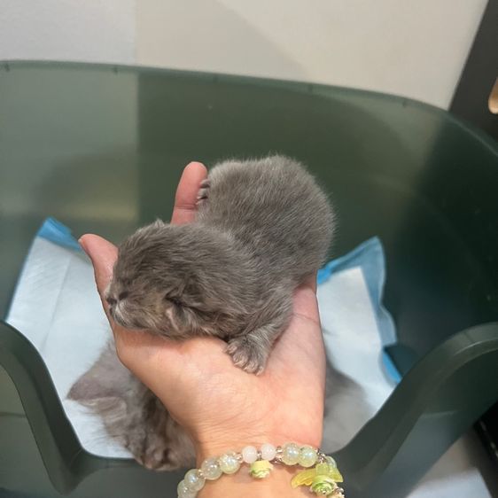 ลูกแมวสก็อตติชโฟล์ด รูปที่ 7