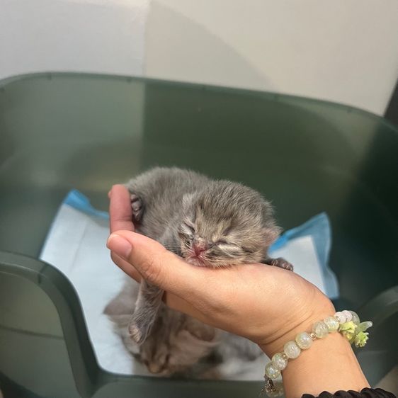 ลูกแมวสก็อตติชโฟล์ด รูปที่ 6