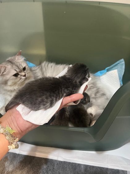 ลูกแมวสก็อตติชโฟล์ด รูปที่ 15