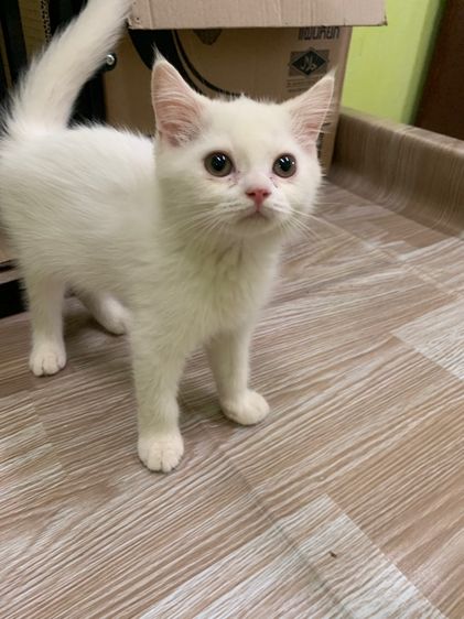 แมวน่ารัก