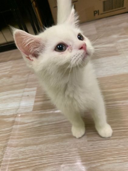 แมวน่ารัก รูปที่ 5