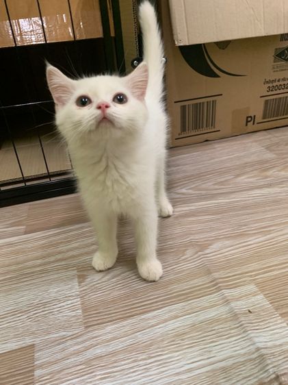 แมวน่ารัก รูปที่ 4