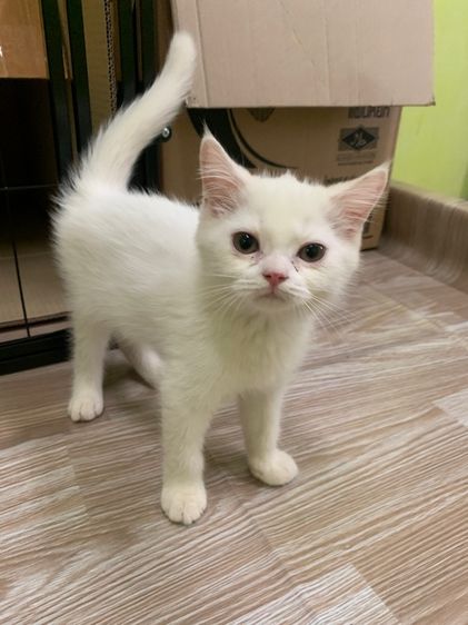 แมวน่ารัก รูปที่ 6