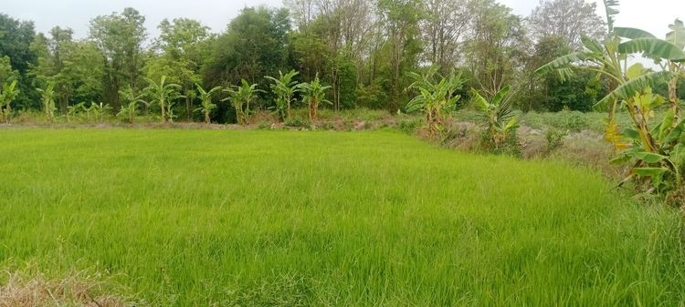 ให้เช่าที่ดิน