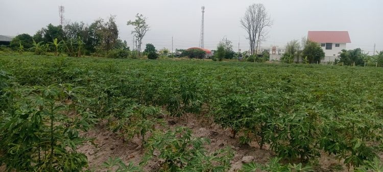 ให้เช่าที่ดิน รูปที่ 4