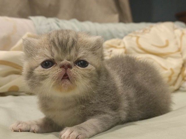 เอ็กโซติก ชอร์ตแฮร์ (Exotic Shorthair) exotic sh