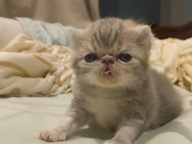 exotic sh รูปที่ 2