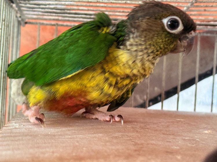 นกแก้ว รูปที่ 2