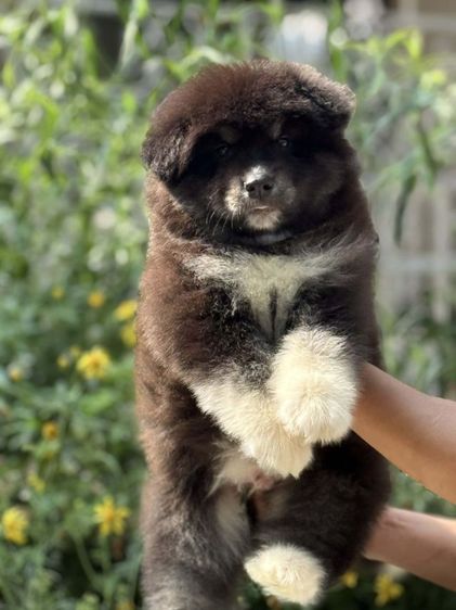 ไซบีเรียนผสมอลาสกัน