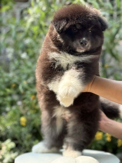 ไซบีเรียนผสมอลาสกัน รูปที่ 2