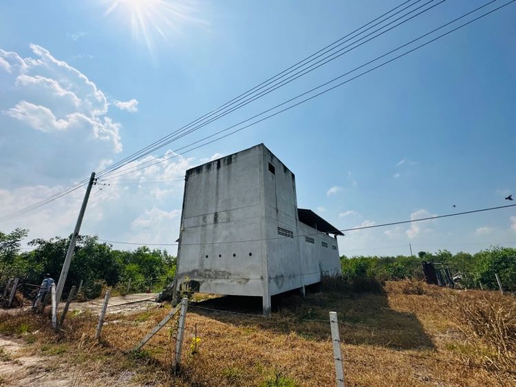 ใช่ คอนโดนกแอ่นกินรัง รูปที่ 2