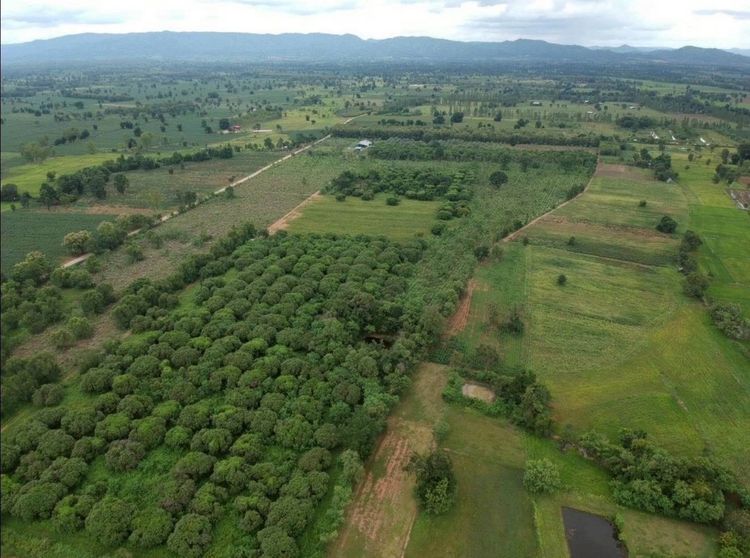 ขายที่ดิน อ.บึงสามพัน จ.เพชรบูรณ์   รูปที่ 2