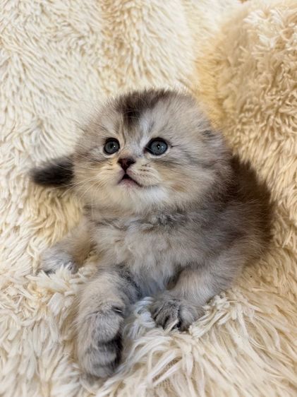 แมว สก๊อตติชเพศหญิง รูปที่ 4