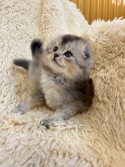 แมว สก๊อตติชเพศหญิง รูปที่ 14