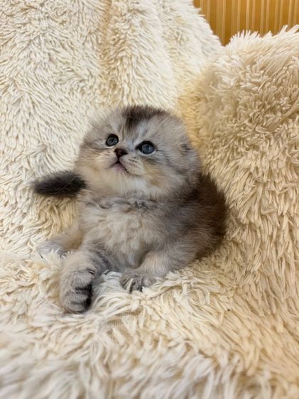 แมว สก๊อตติชเพศหญิง รูปที่ 12