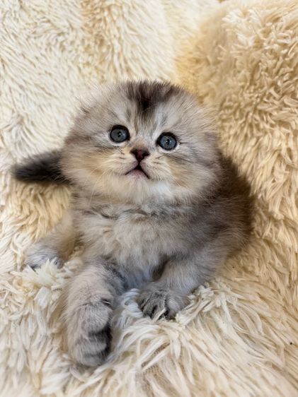 แมว สก๊อตติชเพศหญิง รูปที่ 10