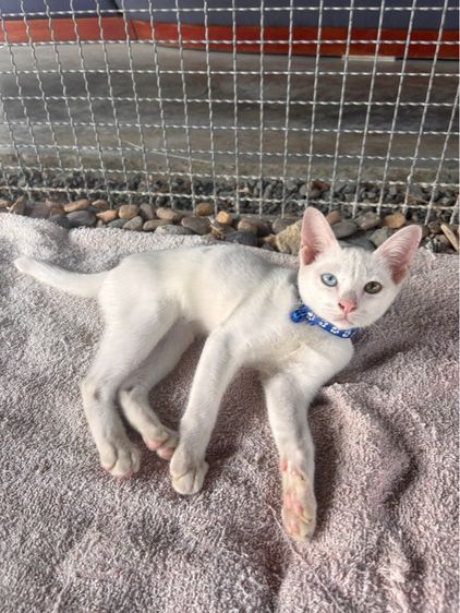 แมวขาวมณี รูปที่ 2