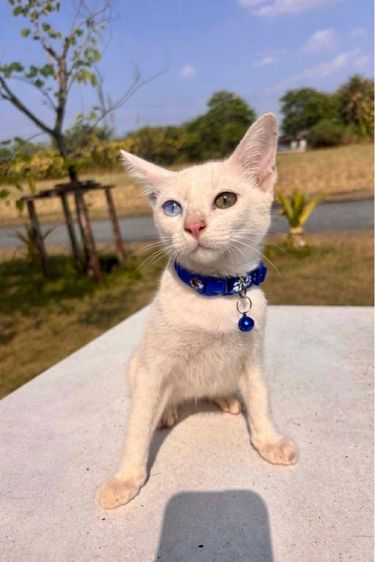 ขาวมณี (Khao Manee) แมวขาวมณี