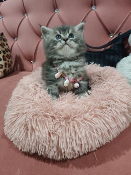 สก็อตติชโฟล์ ขนหมีๆๆ🏡😻อ้วนมากๆเลย 🫶 รูปที่ 2