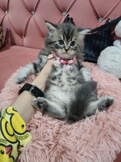 สก็อตติชโฟล์ ขนหมีๆๆ🏡😻อ้วนมากๆเลย 🫶 รูปที่ 4