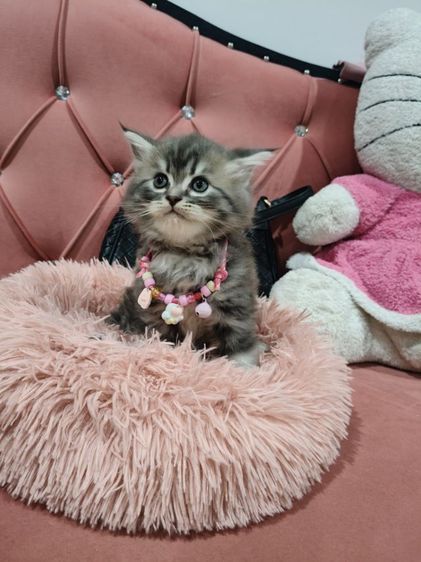 สก็อตติชโฟล์ ขนหมีๆๆ🏡😻อ้วนมากๆเลย 🫶