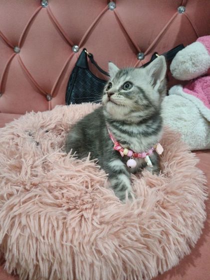 สก็อตติช หมูอ้วน  ตัวแน่นๆๆ❤️🏡😻🫶 รูปที่ 7