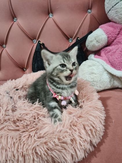 สก็อตติช หมูอ้วน  ตัวแน่นๆๆ❤️🏡😻🫶 รูปที่ 5