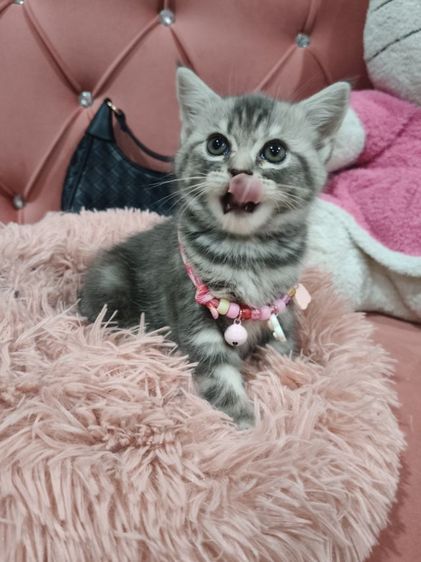 สก็อตติช หมูอ้วน  ตัวแน่นๆๆ❤️🏡😻🫶 รูปที่ 2