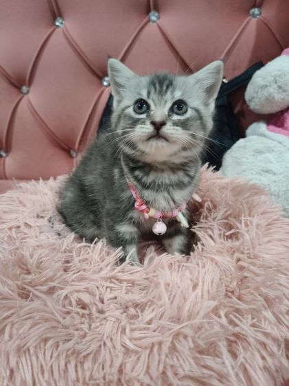 สก็อตติช หมูอ้วน  ตัวแน่นๆๆ❤️🏡😻🫶 รูปที่ 3