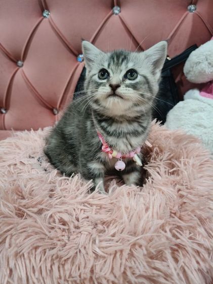 สก็อตติช หมูอ้วน  ตัวแน่นๆๆ❤️🏡😻🫶