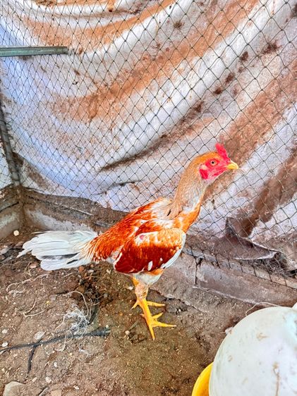 ไก่พม่า