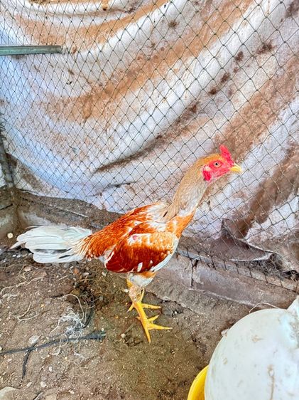 ไก่พม่า รูปที่ 2