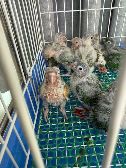 ลูกป้อนกรีนชีค รูปที่ 2