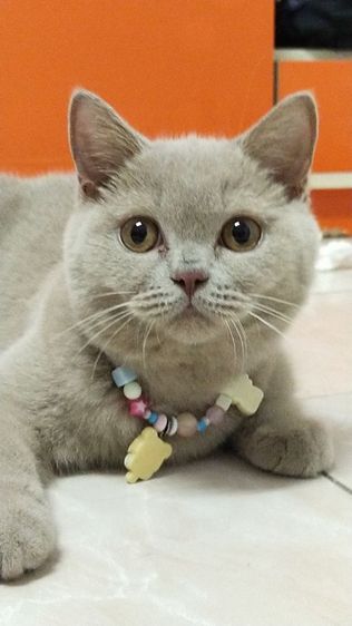 แมว scottish fold รูปที่ 7