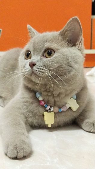 แมว scottish fold รูปที่ 3