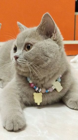 แมว scottish fold รูปที่ 5
