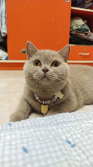สก็อตติช โฟลด์ (Scottish Fold) แมว scottish fold