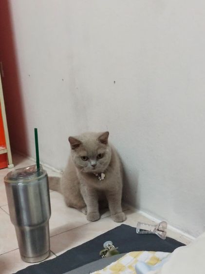 แมว scottish fold รูปที่ 8