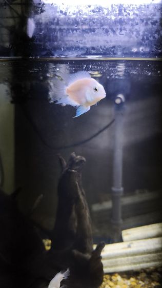 ปลานกแก้วขาว รูปที่ 3