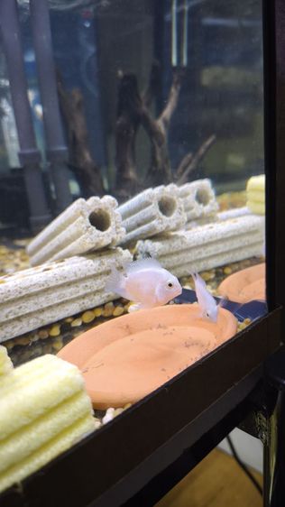 ปลานกแก้วขาว รูปที่ 4