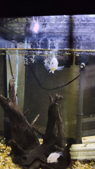 ปลานกแก้วขาว รูปที่ 5